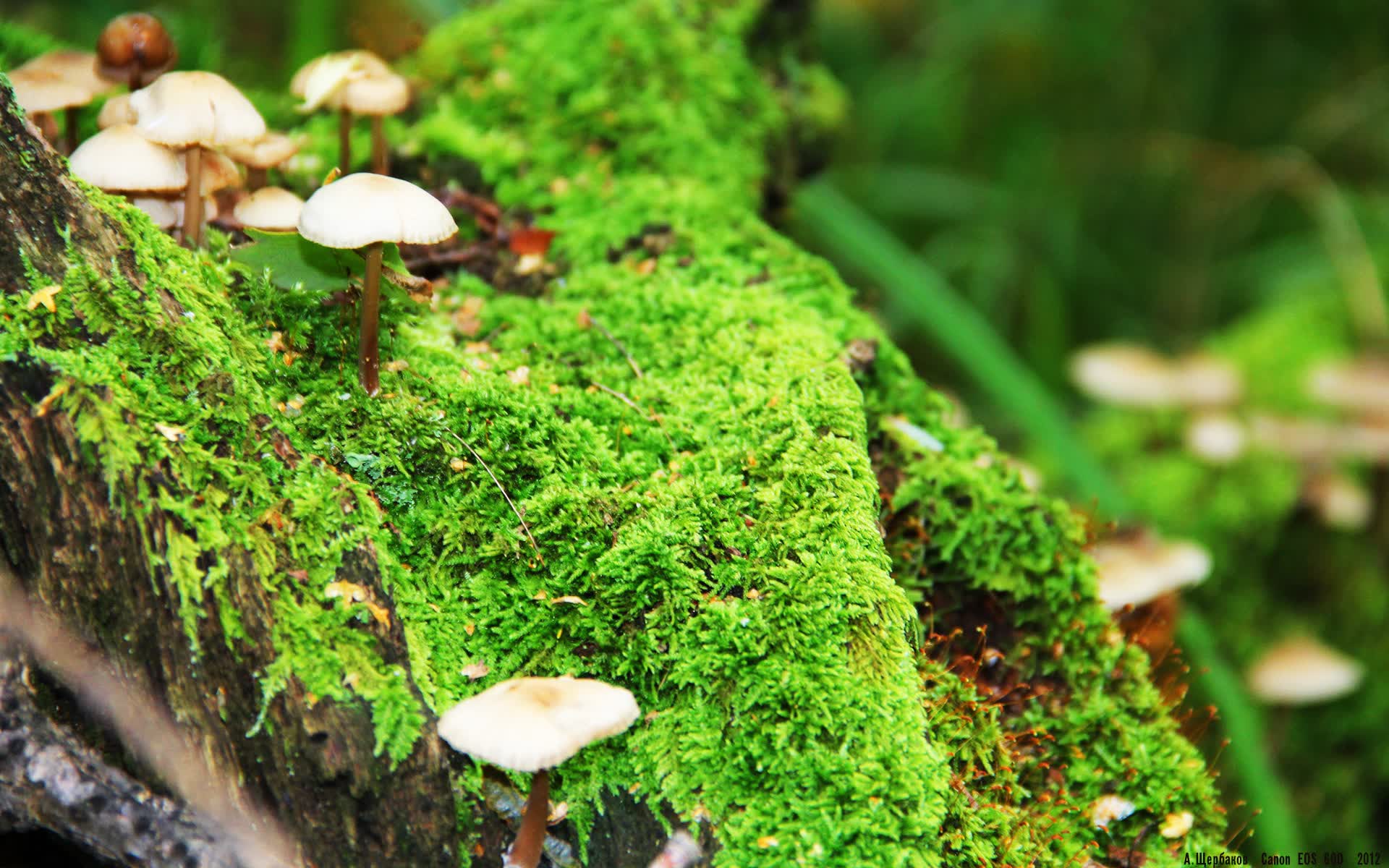 世界保龄球青少年导师赛:名师点拨助力技术提升,世界保龄球联合会